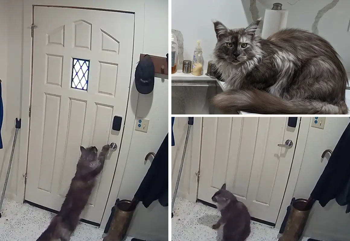 
Mastering the Smart Cats Dilemma: A Purrrfect Solution for Pet Owners
